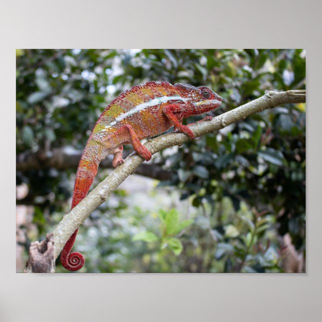 Poster Panther chameleon (Frente)