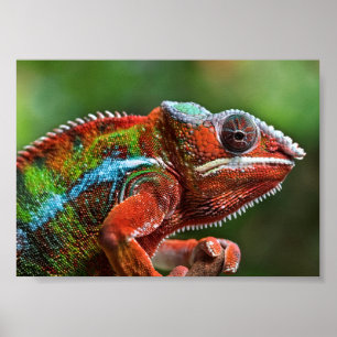 Poster Panther chameleon