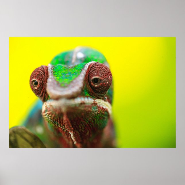 Poster Panther Chameleon, Madagascar (Frente)