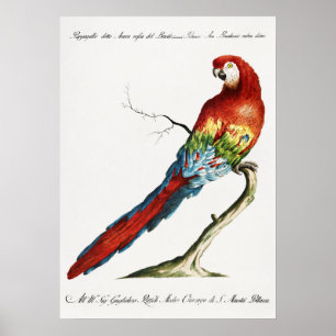 Poster Papagaio