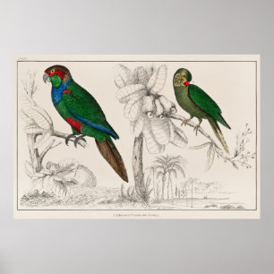 Poster Papagaio