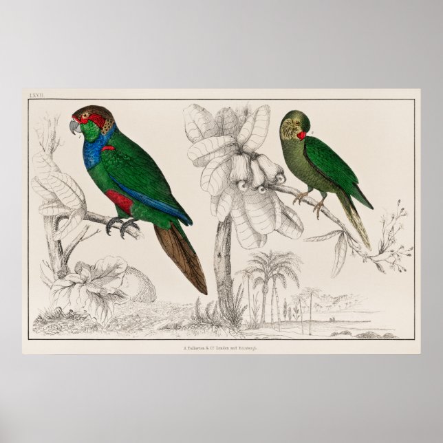 Poster Papagaio (Frente)