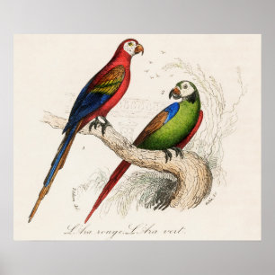 Poster Papagaio
