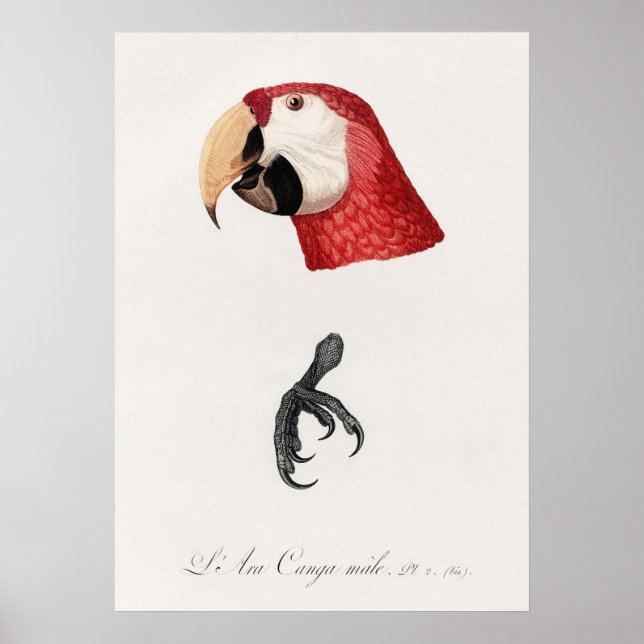 Poster Papagaio (Frente)