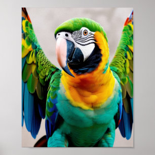 Poster Papagaio