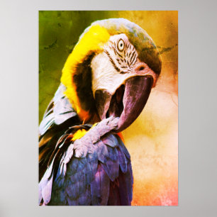 Poster Papagaio