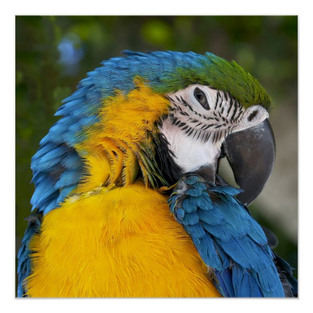 Pôster Papagaio Azul E Dourado (Frente)