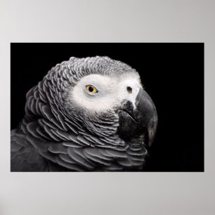 Poster Papagaio-Cinza africano