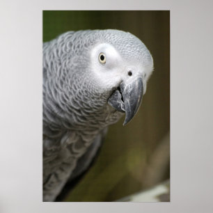 Poster papagaio cinza fofo