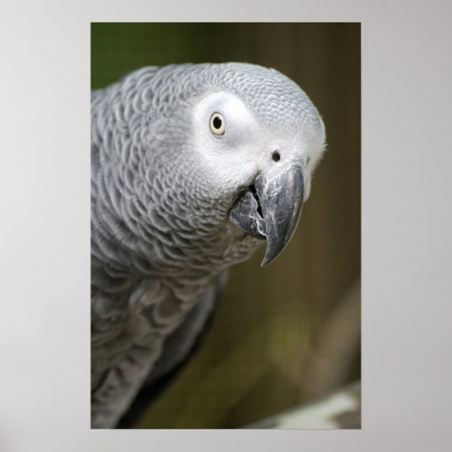 Poster papagaio cinza fofo (Frente)