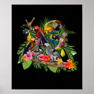 Poster Papagaio-Cinza-Papagaio-Papagaio-Cockatiel