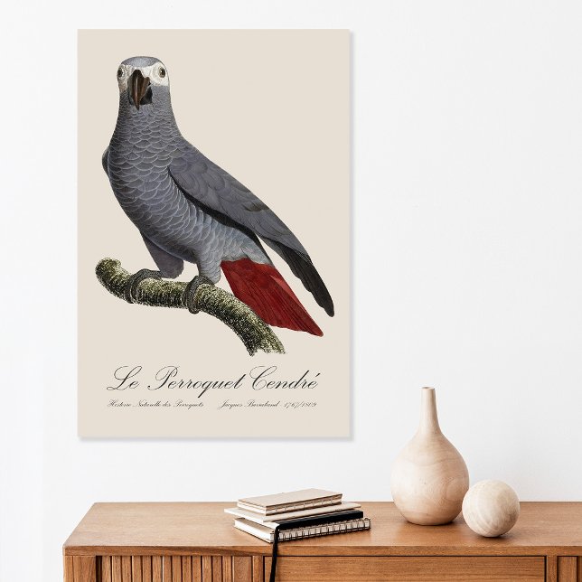 Poster Papagaio cinzento africano, Psittacus erithacus, v (Le Perroquet Cendre - 19th century illustration. Poster)