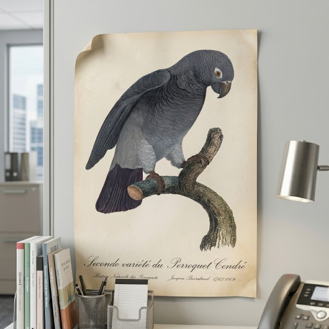 Poster Papagaio-Cinzento-de-Timneh, Psittacus Timneh (Timneh African Grey Parrot, Psittacus Timneh. Poster)
