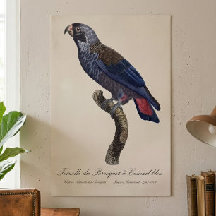 Poster Papagaio-cinzento ou Pionus-cinzento, Pionus fuscu