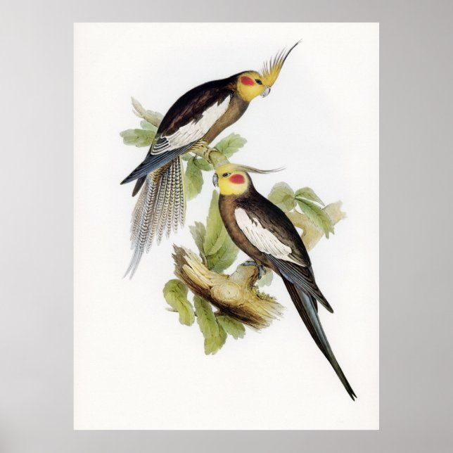 Poster Papagaio Cockatoel Art (Frente)