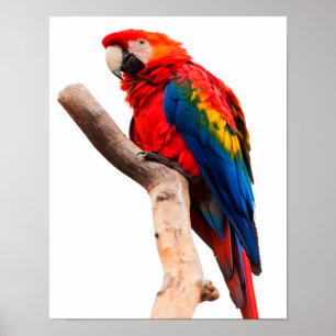 Poster Papagaio Colorido