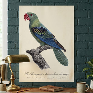 Poster Papagaio-de-bico-largo, Tanygnathus Megalorynchos
