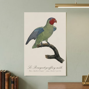 Poster Papagaio-de-bochecha-vermelha-macho, Geoffroyus ge