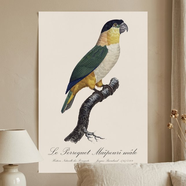 Poster Papagaio de Cabeça Preta Macho, Pionites Melanocep (Black-Headed Male Parrot, Pionites Melanocephalus. Poster)