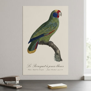 Poster Papagaio-de-cauda-vermelha, Amazona Brasiliensis