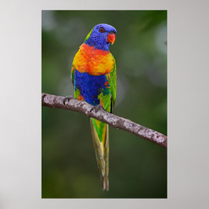 Pôster Papagaio de Haematodus do Trichoglossus de