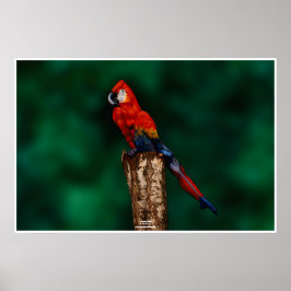 Pôster Papagaio de Johannes Stötter