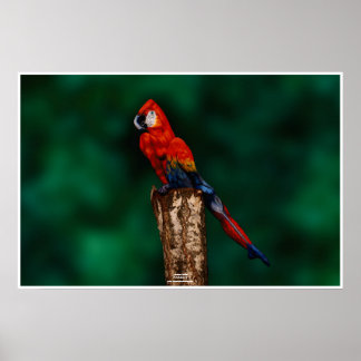 Pôster Papagaio de Johannes Stötter