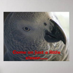 Poster Papagaio do cinza africano