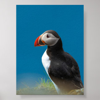 Poster Papagaio-do-mar