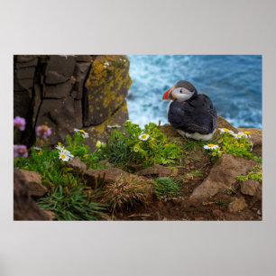 Poster Papagaio-do-mar atlânticos em penhascos de