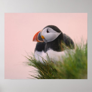 Pôster Papagaio-do-mar (Fratercula arctica)