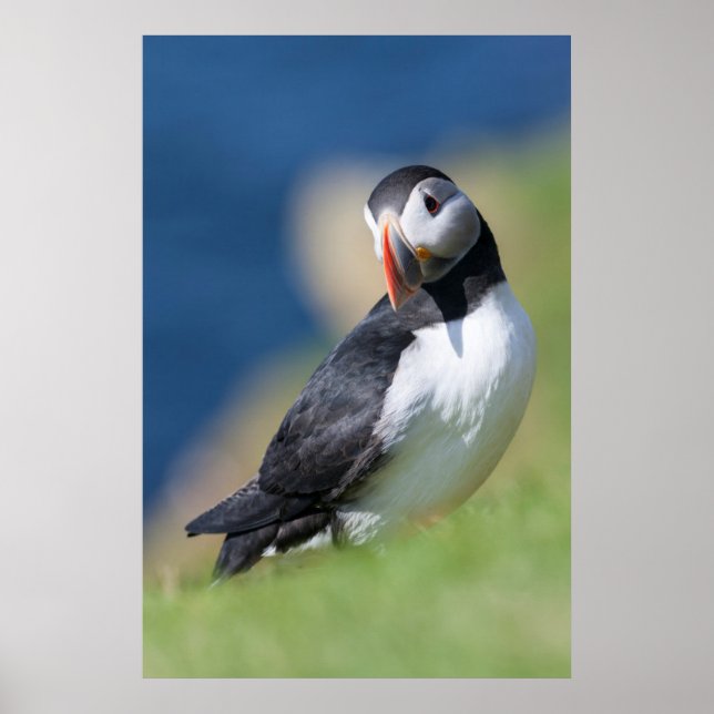 Poster Papagaio-do-mar (Fratercula Arctica) no penhasco 2 (Frente)