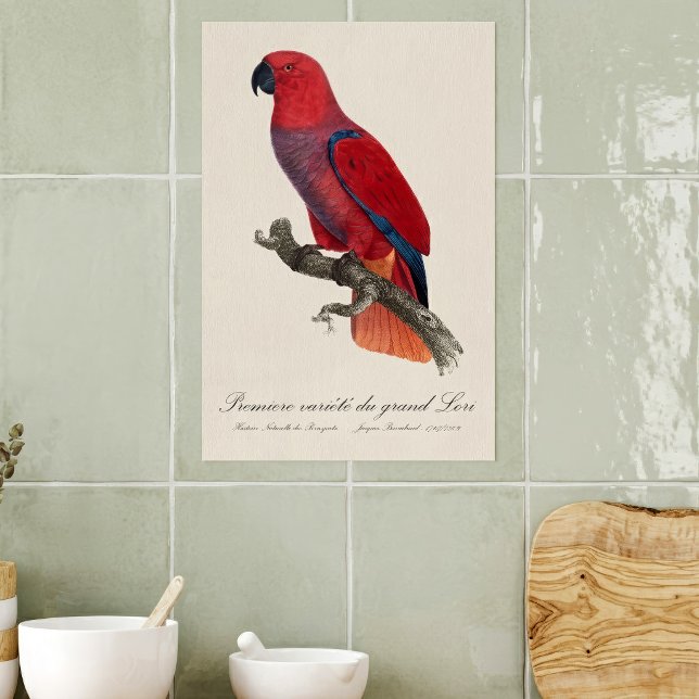 Poster Papagaio-do-molque-vosmaer, Eclectus Roratus Vosma (Vosmaer Eclectus Parrot, Eclectus Roratus Vosmaeri. Poster)