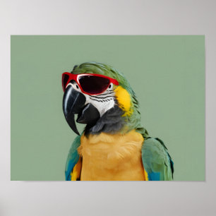 Poster Papagaio-do-partido em óculos vermelhos