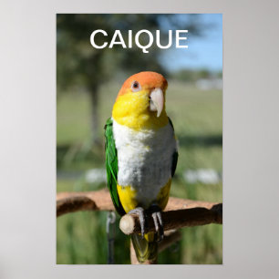 Pôster Papagaio inchado branco do Caique