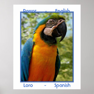 Pôster Papagaio inglês, Loro espanhol