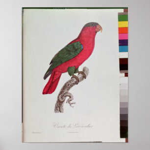 Pôster Papagaio: Lory ou colocado um colar