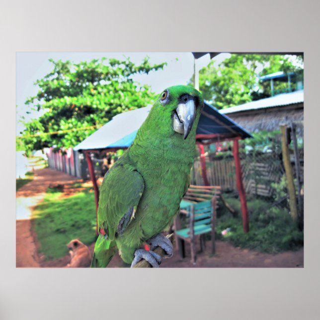 Poster Papagaio num Stick (Frente)