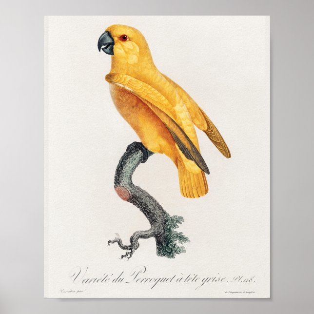 Poster Papagaio Senegal (Frente)