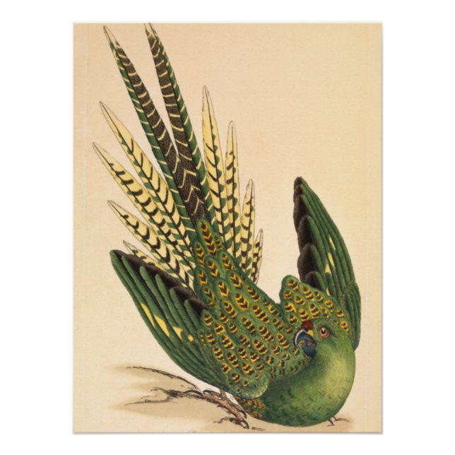 Pôster Papagaio-terrestre de James Sowerby, Psittacus ter (Frente)