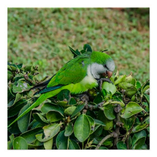 Pôster Papagaio verde