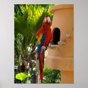 Pôster Papagaio vermelho bonito