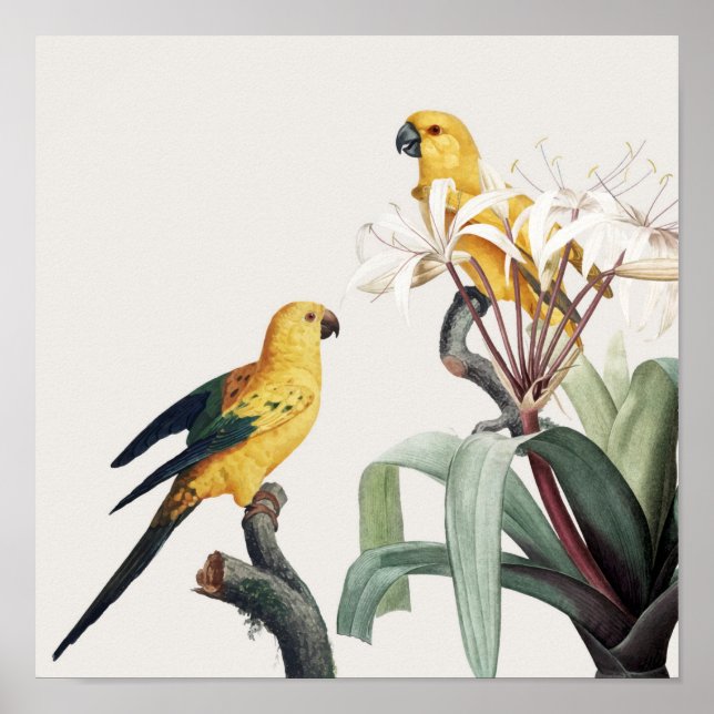 Poster Papagaios (Frente)
