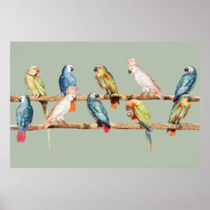 Poster Papagaios