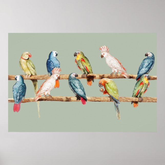 Poster Papagaios (Frente)