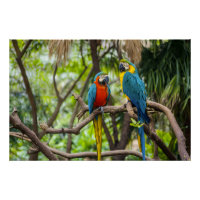 Papagaios Araras Coloridos Empoleirados Juntos