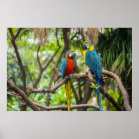 Papagaios Araras Coloridos Empoleirados Juntos