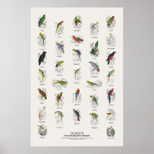 Poster Papagaios - Biblioteca do Naturalista