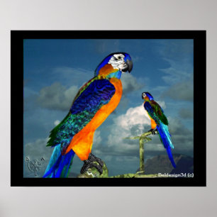PÔSTER PAPAGAIOS HIPER / ARARA AZUL