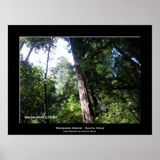 Poster "Papais noeis Cruz Sequoias" (Frente)